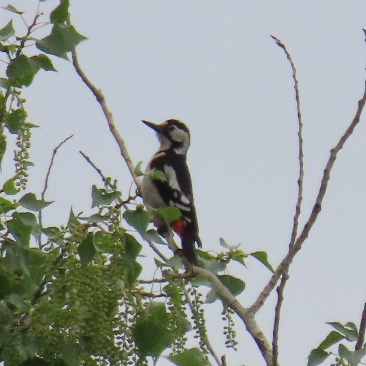 Syrian Woodpecker - ML620075454