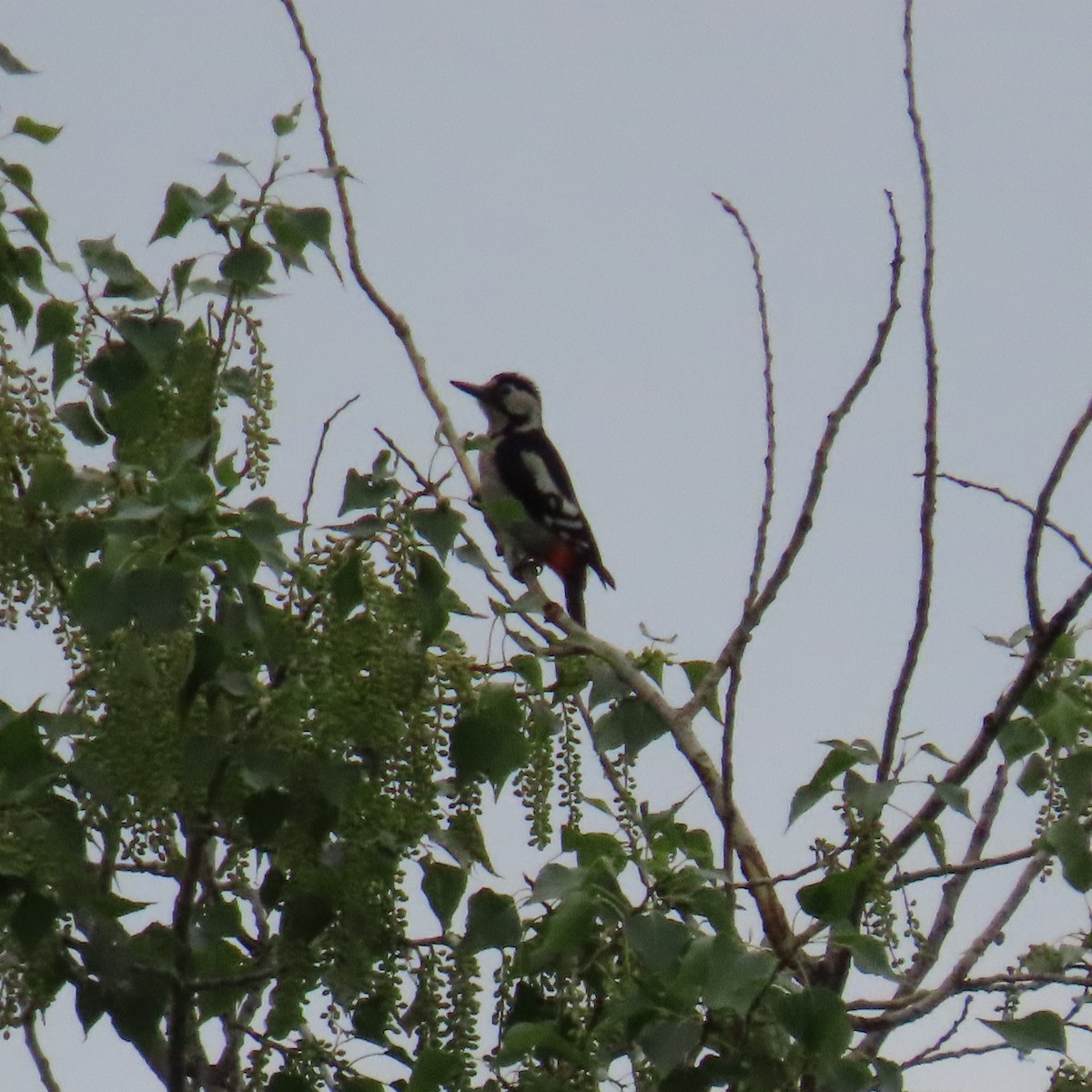 Syrian Woodpecker - ML620075456