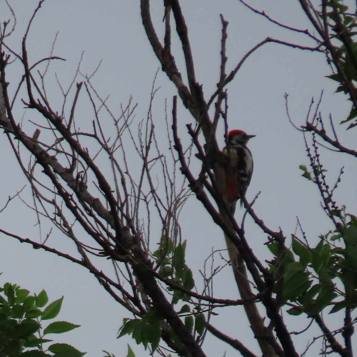 Syrian Woodpecker - ML620075457