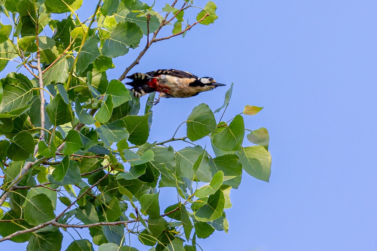Great Spotted Woodpecker - ML620075461