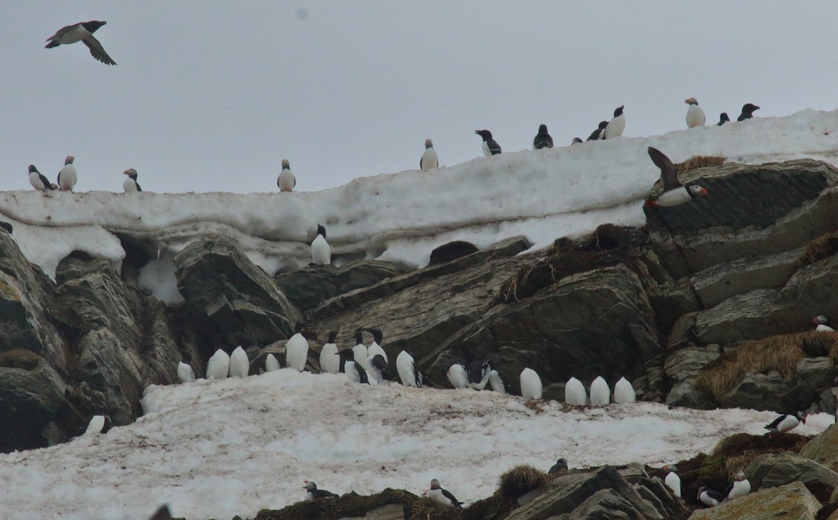 Common Murre - ML620075462