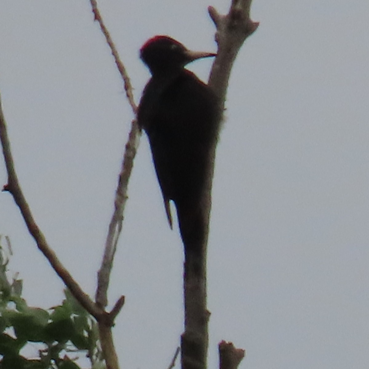 Black Woodpecker - ML620075478