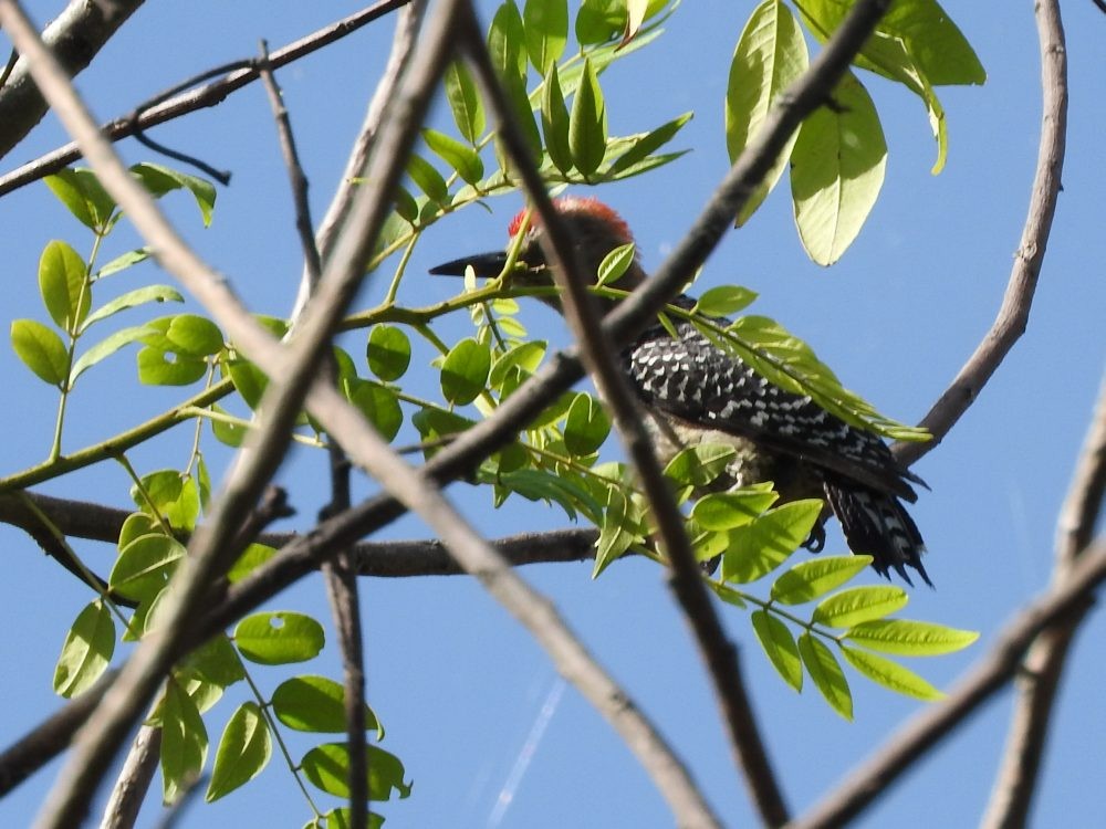 Red-crowned Woodpecker - ML620075486