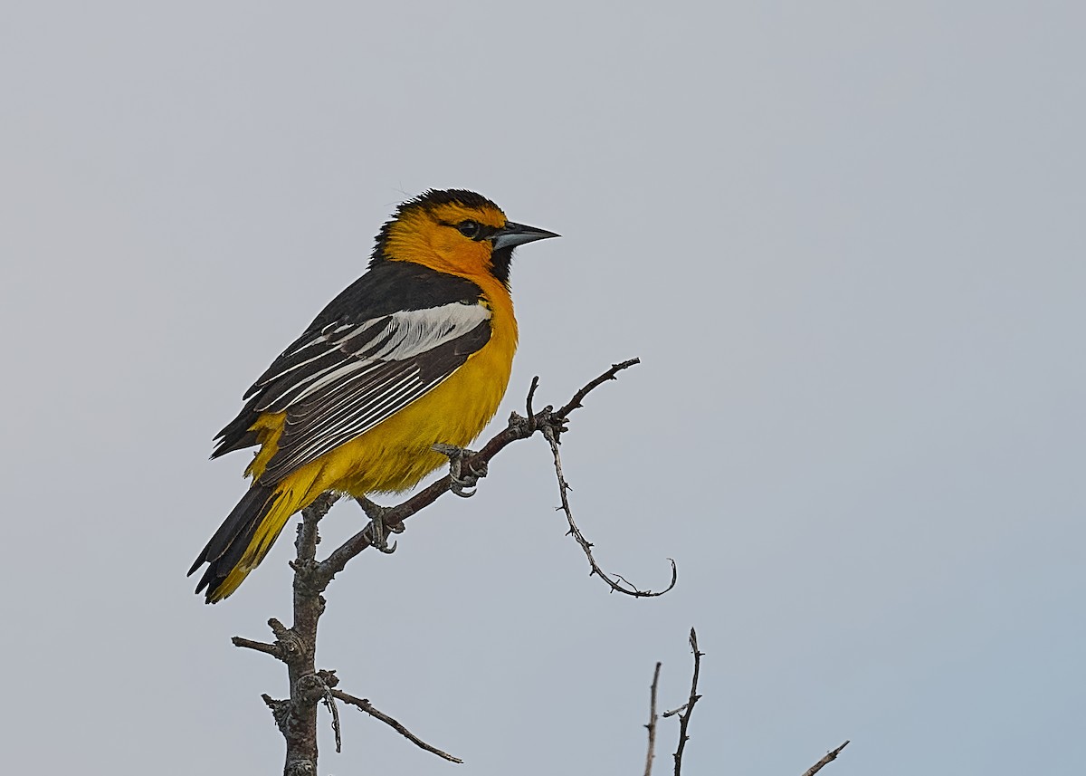 Bullock's Oriole - ML620075490