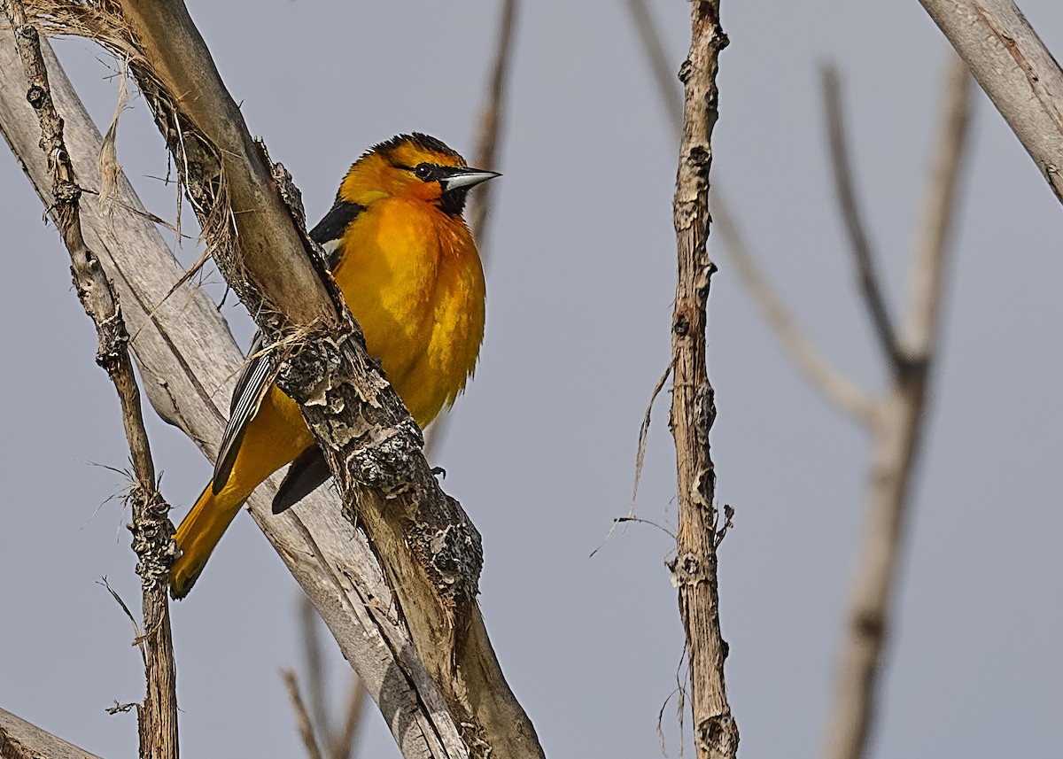 Bullock's Oriole - ML620075491