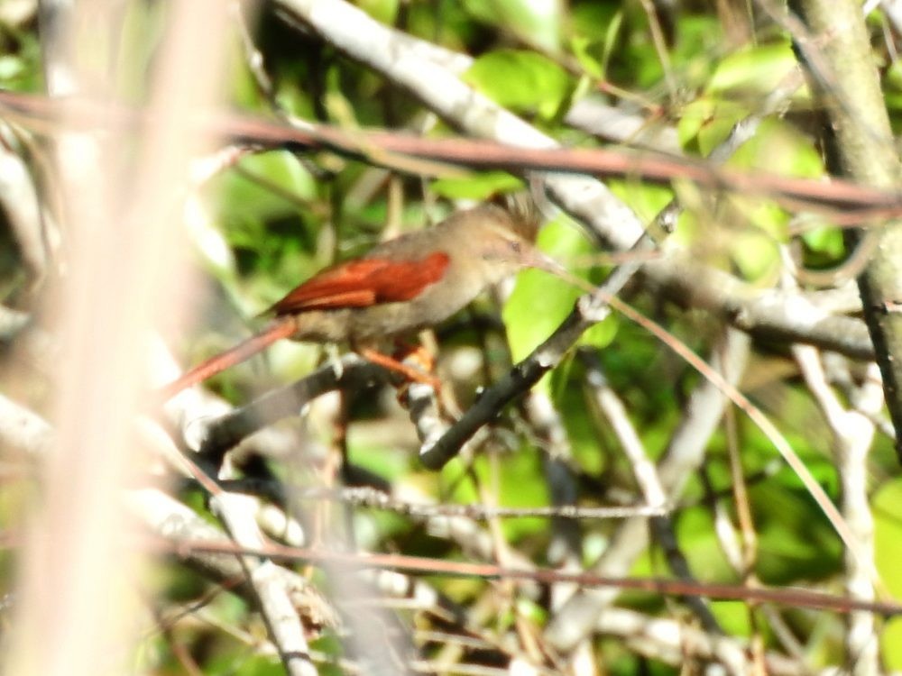 Crested Spinetail - ML620075506