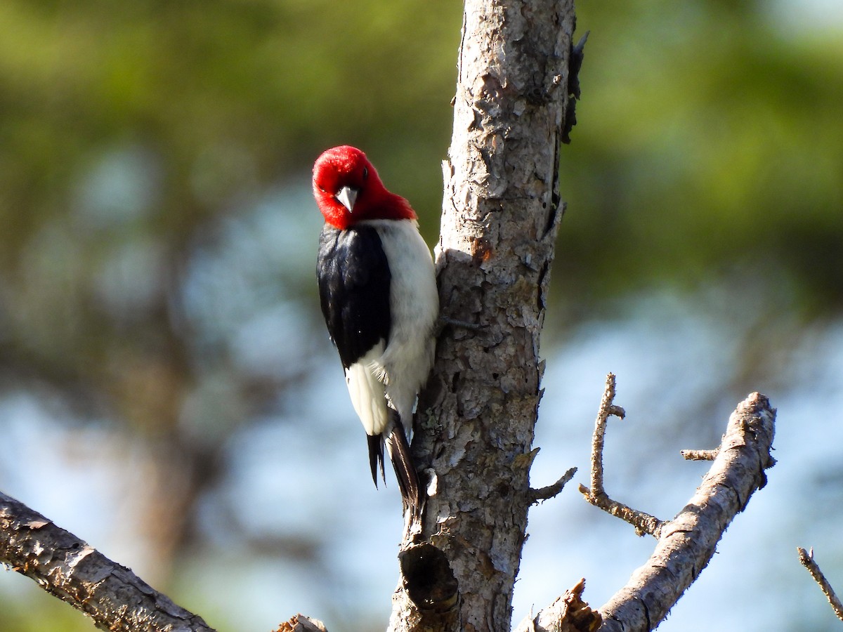 Red-headed Woodpecker - ML620075513