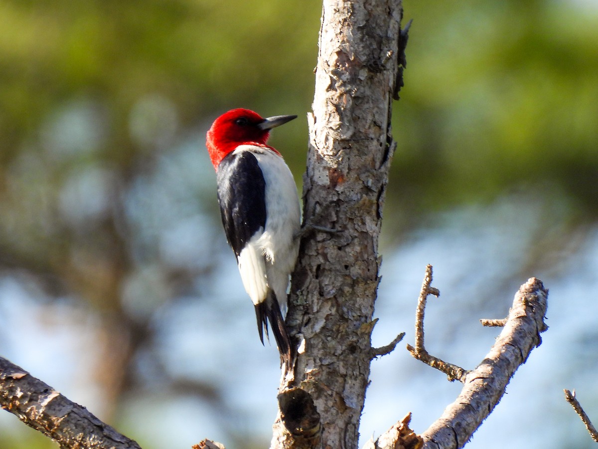 Red-headed Woodpecker - ML620075514