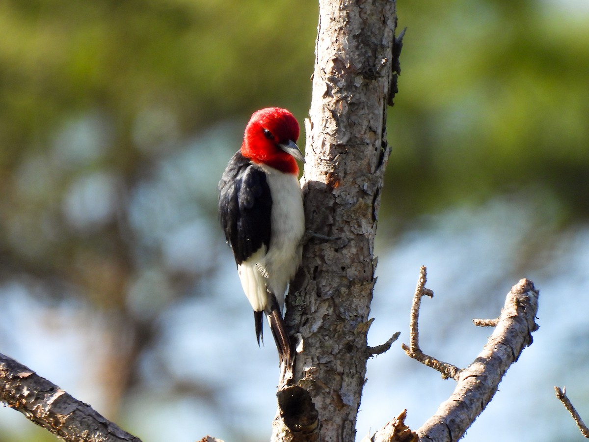 Red-headed Woodpecker - ML620075515