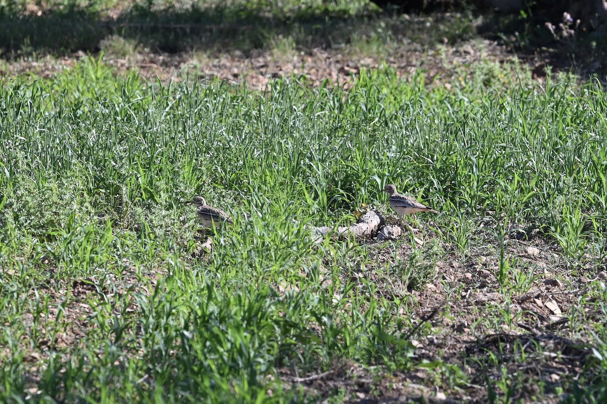 Eurasian Thick-knee - Anonymous