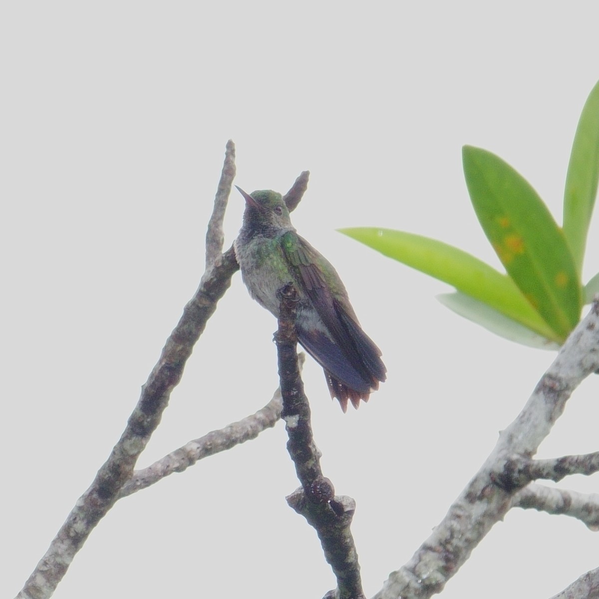 Blue-chested Hummingbird - ML620075520