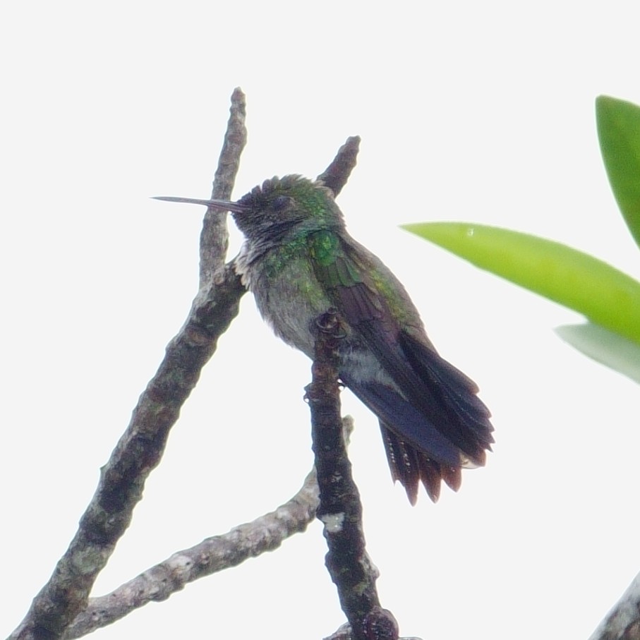 Blue-chested Hummingbird - ML620075521