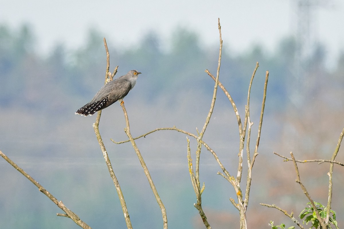 Common Cuckoo - ML620075535