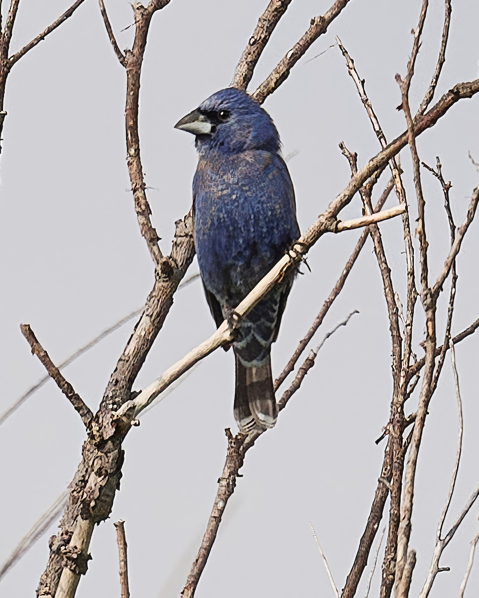 Indigo Bunting - ML620075538