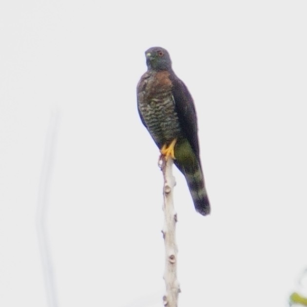 Double-toothed Kite - ML620075551