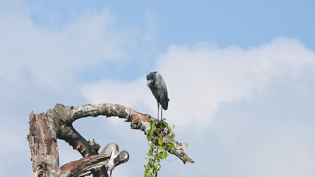 Garza Cabecinegra - ML620075558