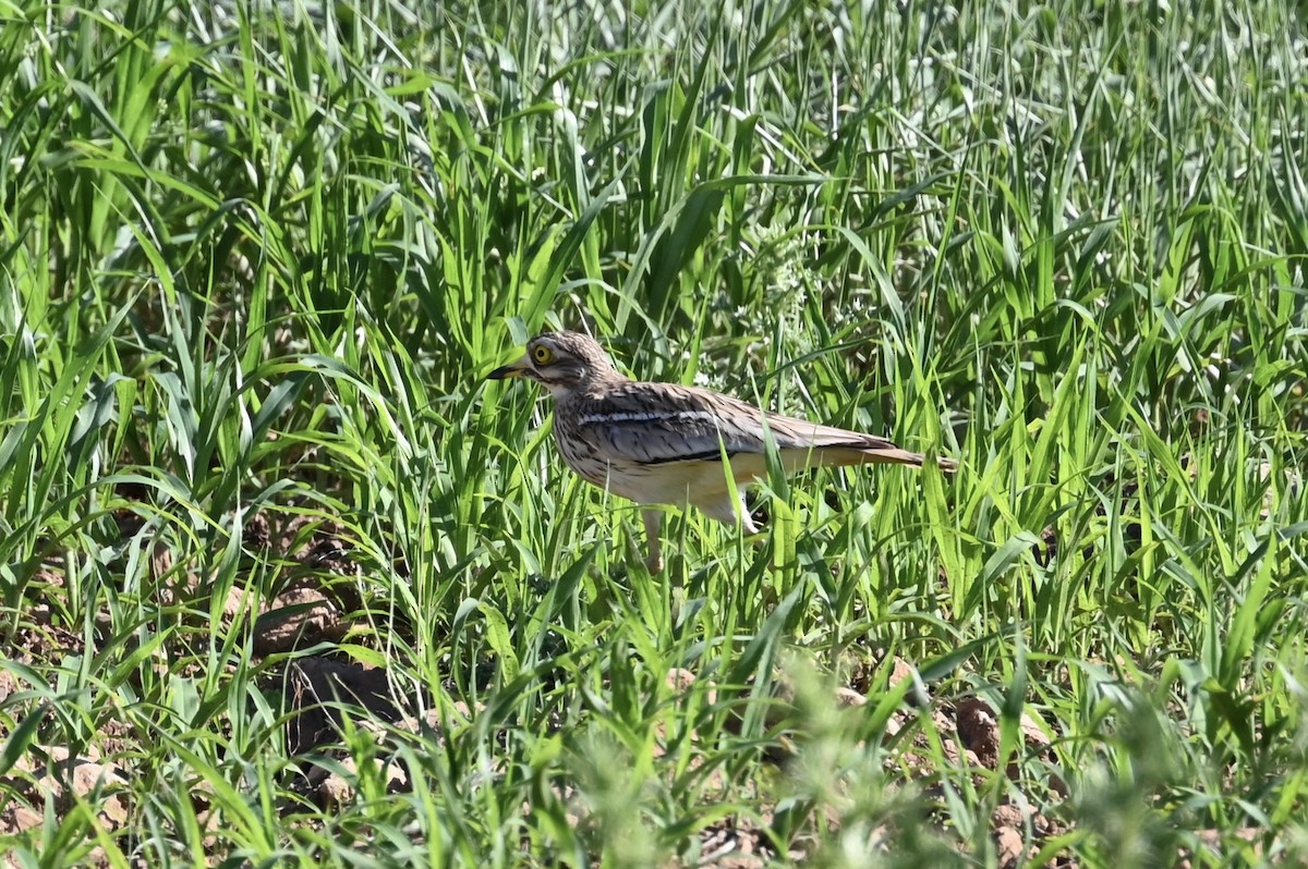 Eurasian Thick-knee - ML620075570