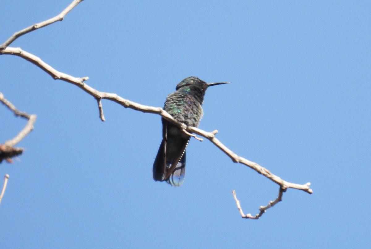 kolibřík modrolící - ML620075582