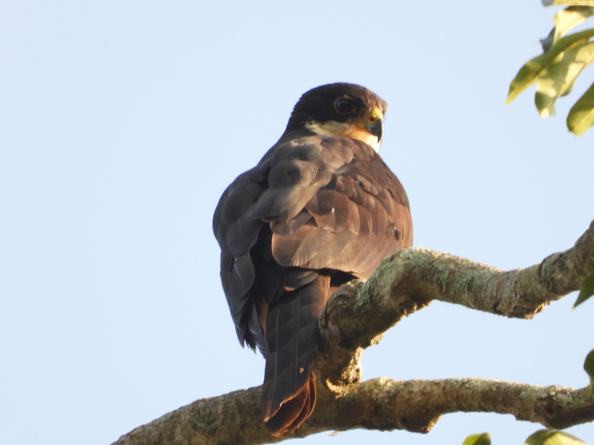 Black Goshawk - ML620075585