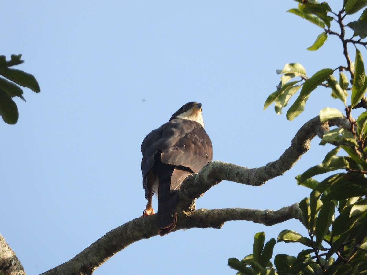 Black Goshawk - ML620075587