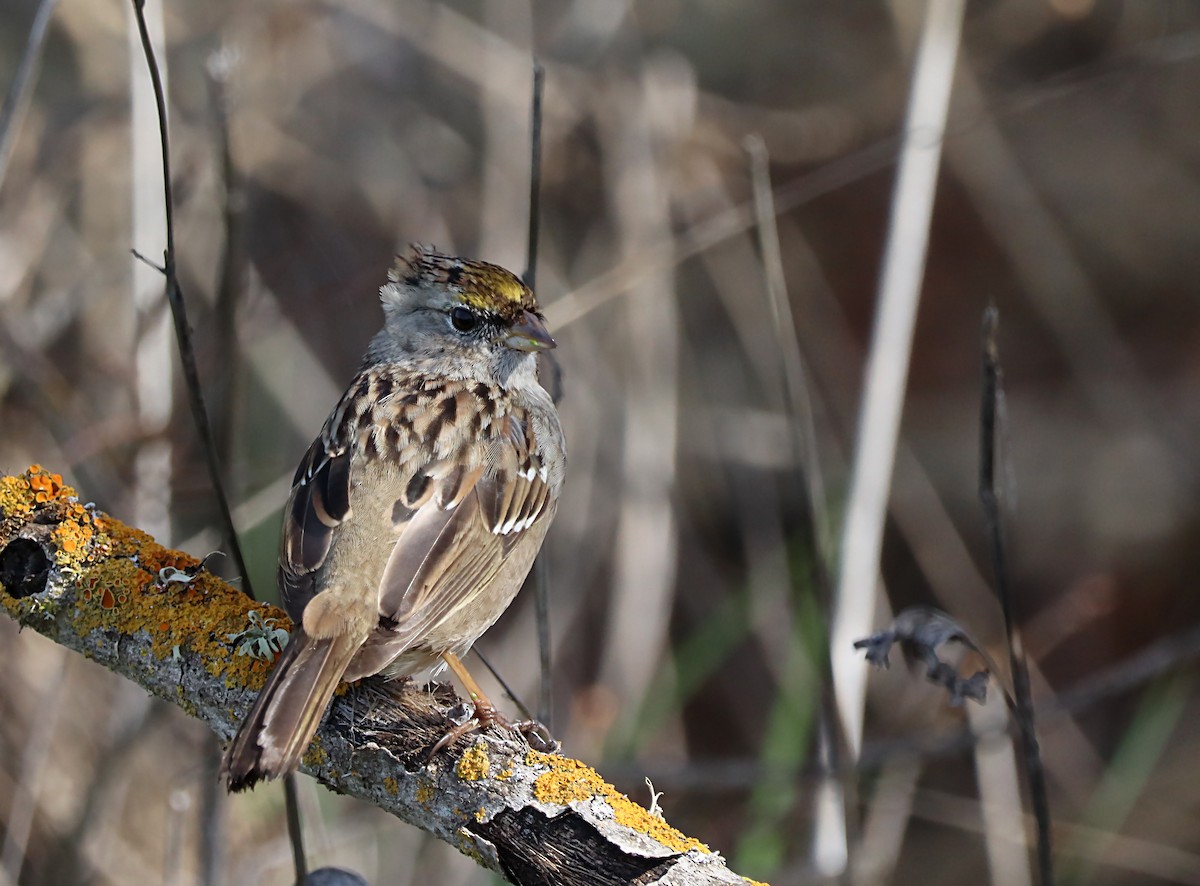 Golden-crowned Sparrow - ML620075605