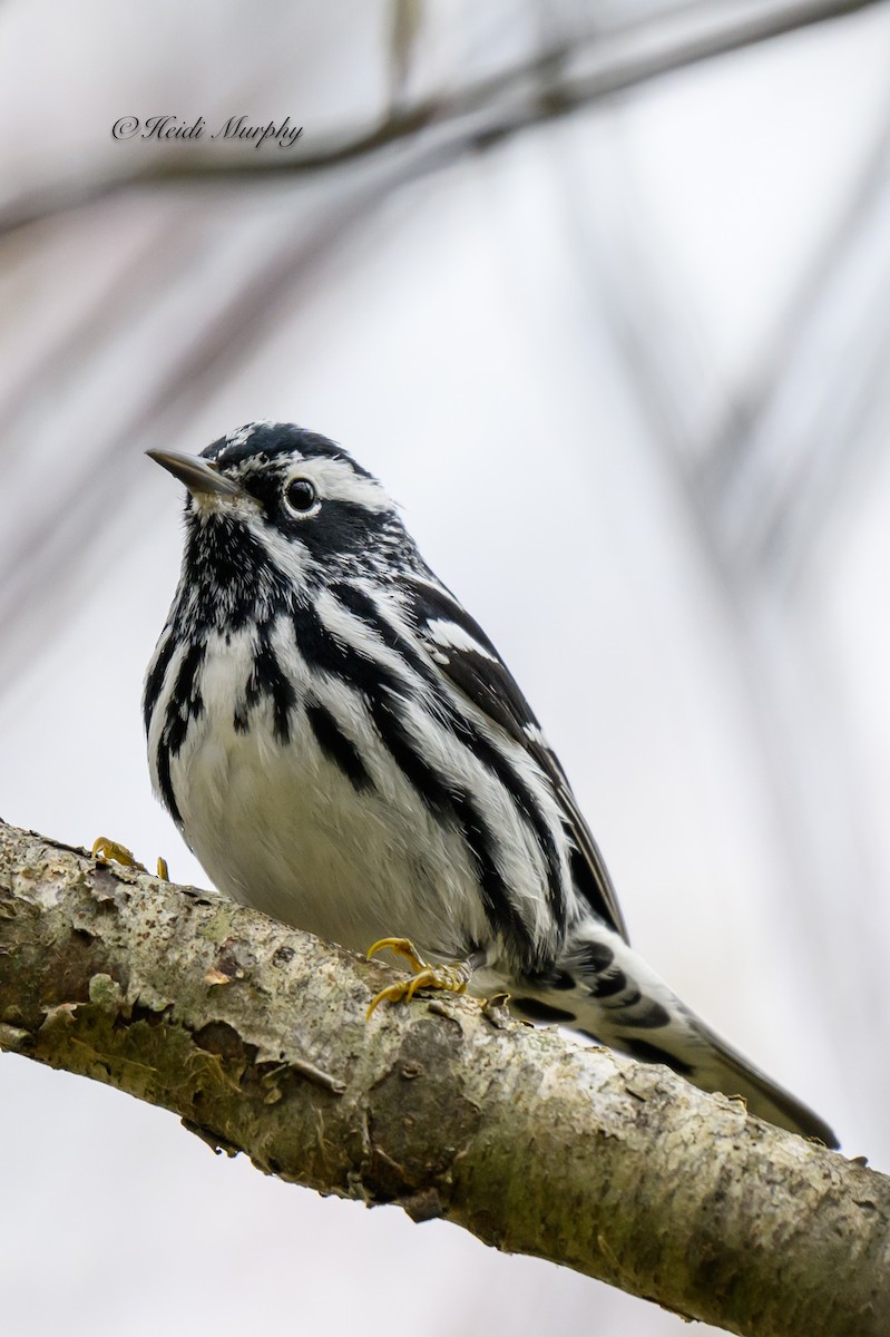 Black-and-white Warbler - ML620075609