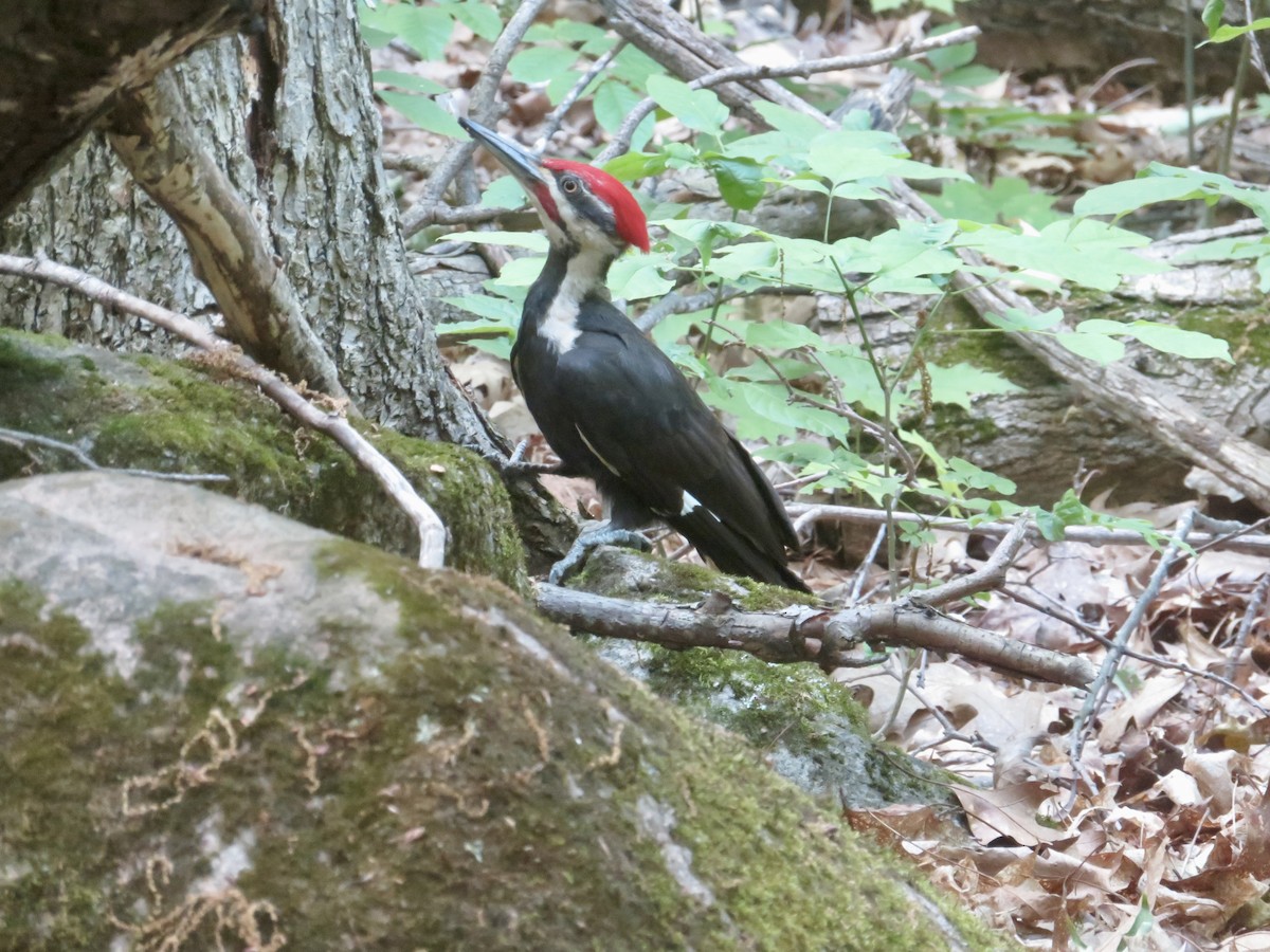 Pileated Woodpecker - ML620075611