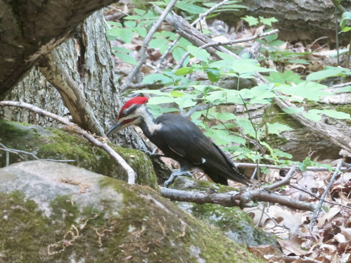 Pileated Woodpecker - ML620075612