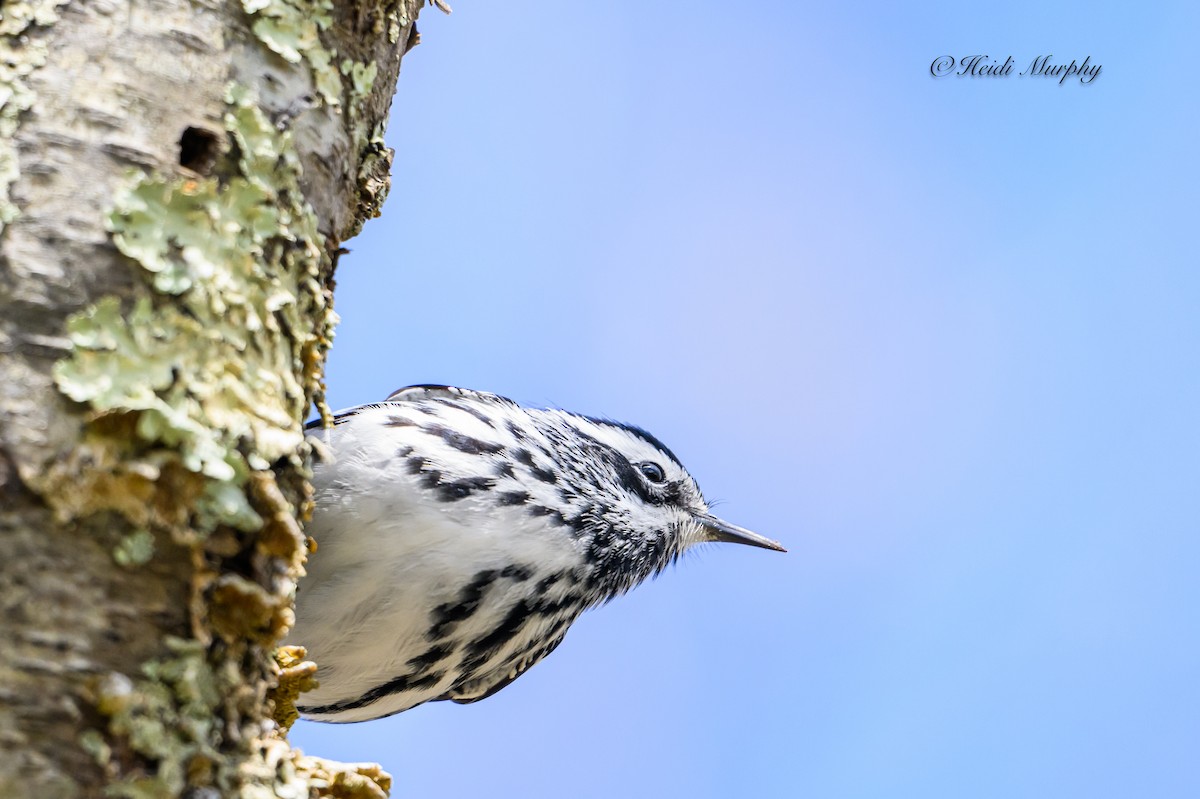 Black-and-white Warbler - ML620075614