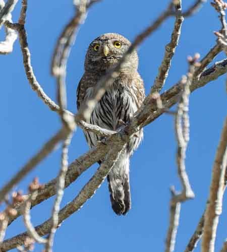 Northern Pygmy-Owl - ML620075616