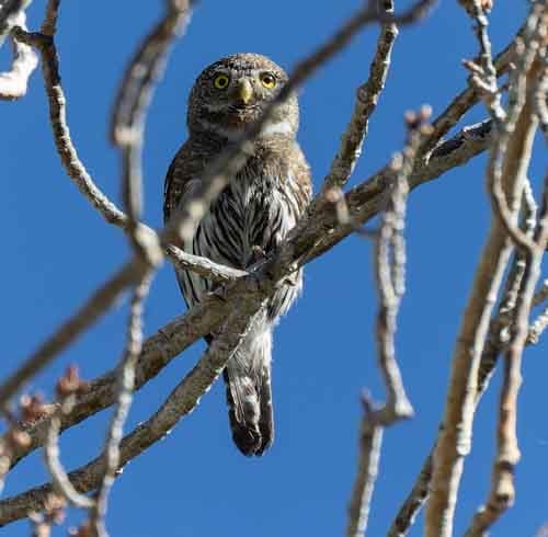 Northern Pygmy-Owl - ML620075618
