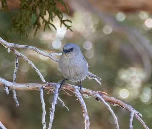 Blue-gray Gnatcatcher - ML620075637