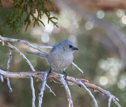 Blue-gray Gnatcatcher - ML620075638