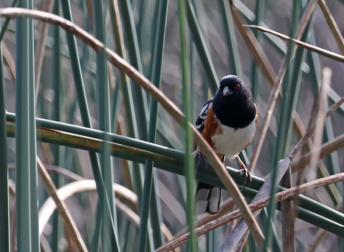 Spotted Towhee - ML620075647