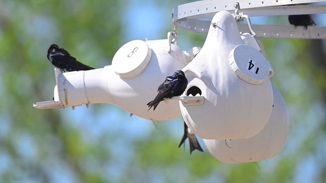 Purple Martin - ML620075649