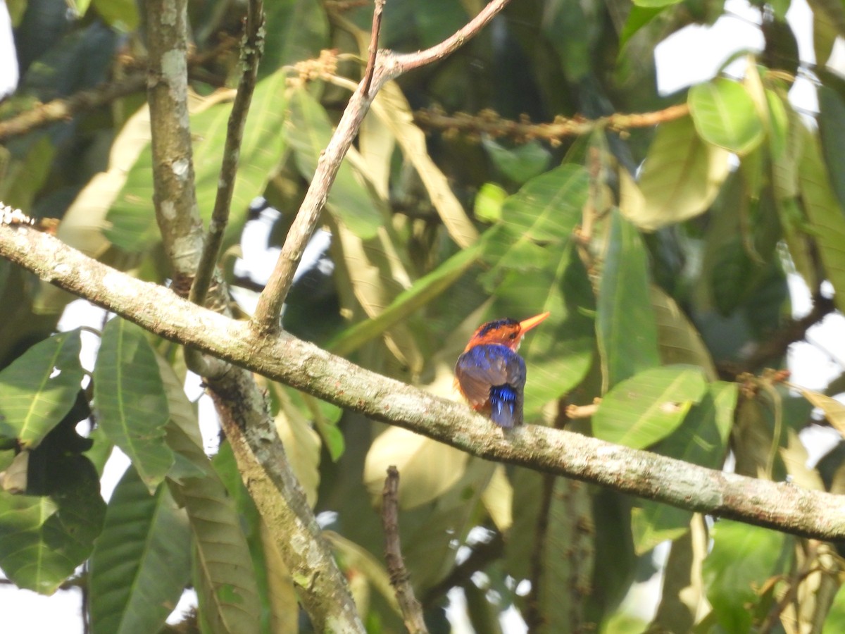 African Pygmy Kingfisher - ML620075656
