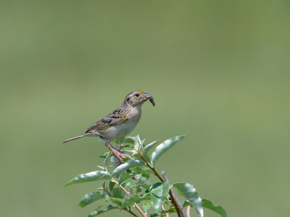 Grasshopper Sparrow - ML620075677