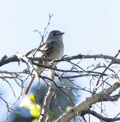 Gray Flycatcher - ML620075703