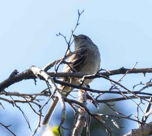 Gray Flycatcher - ML620075704