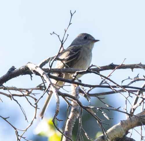 Gray Flycatcher - ML620075705