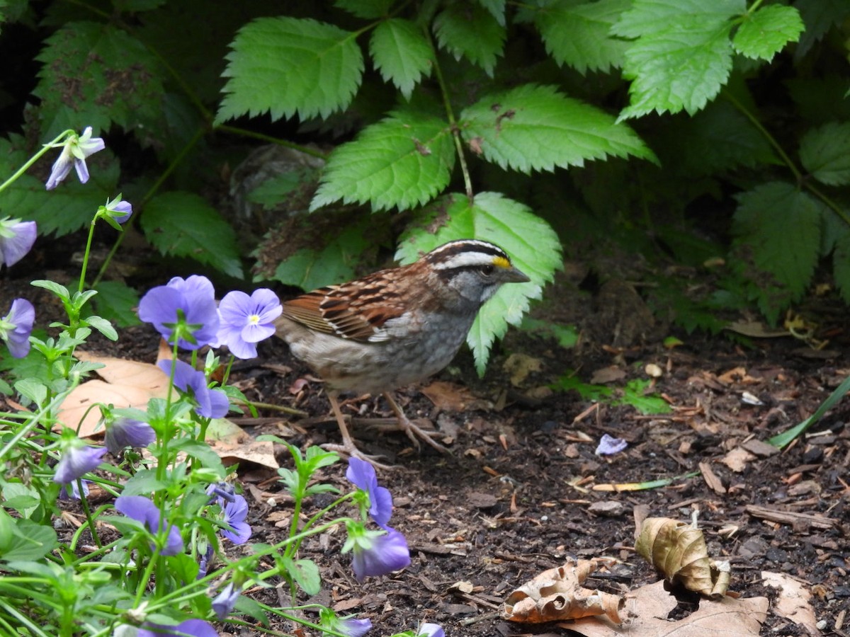 White-throated Sparrow - ML620075706