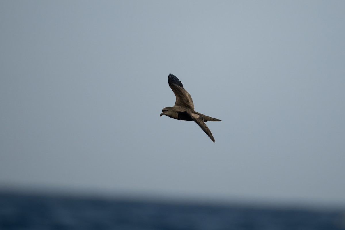 Bulwer's Petrel - ML620075709