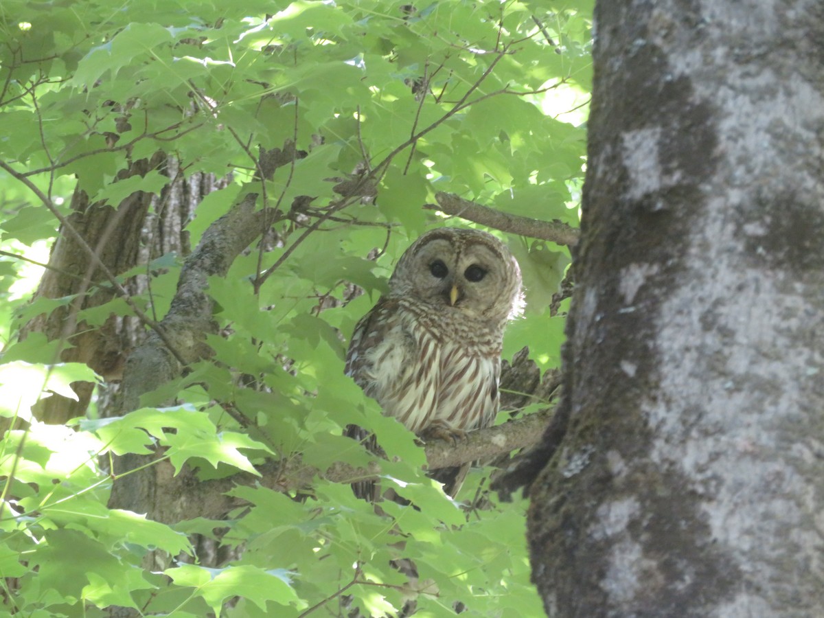 Barred Owl - ML620075727