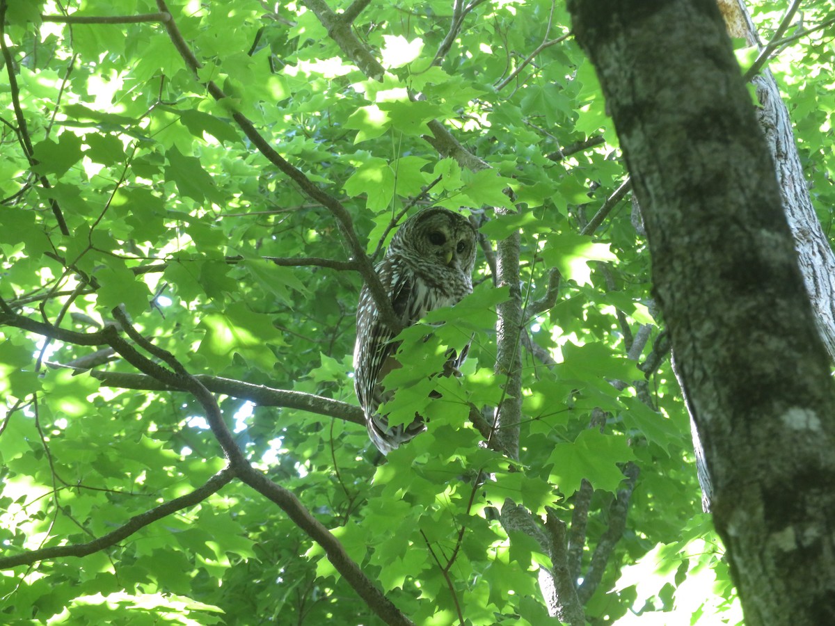 Barred Owl - ML620075728