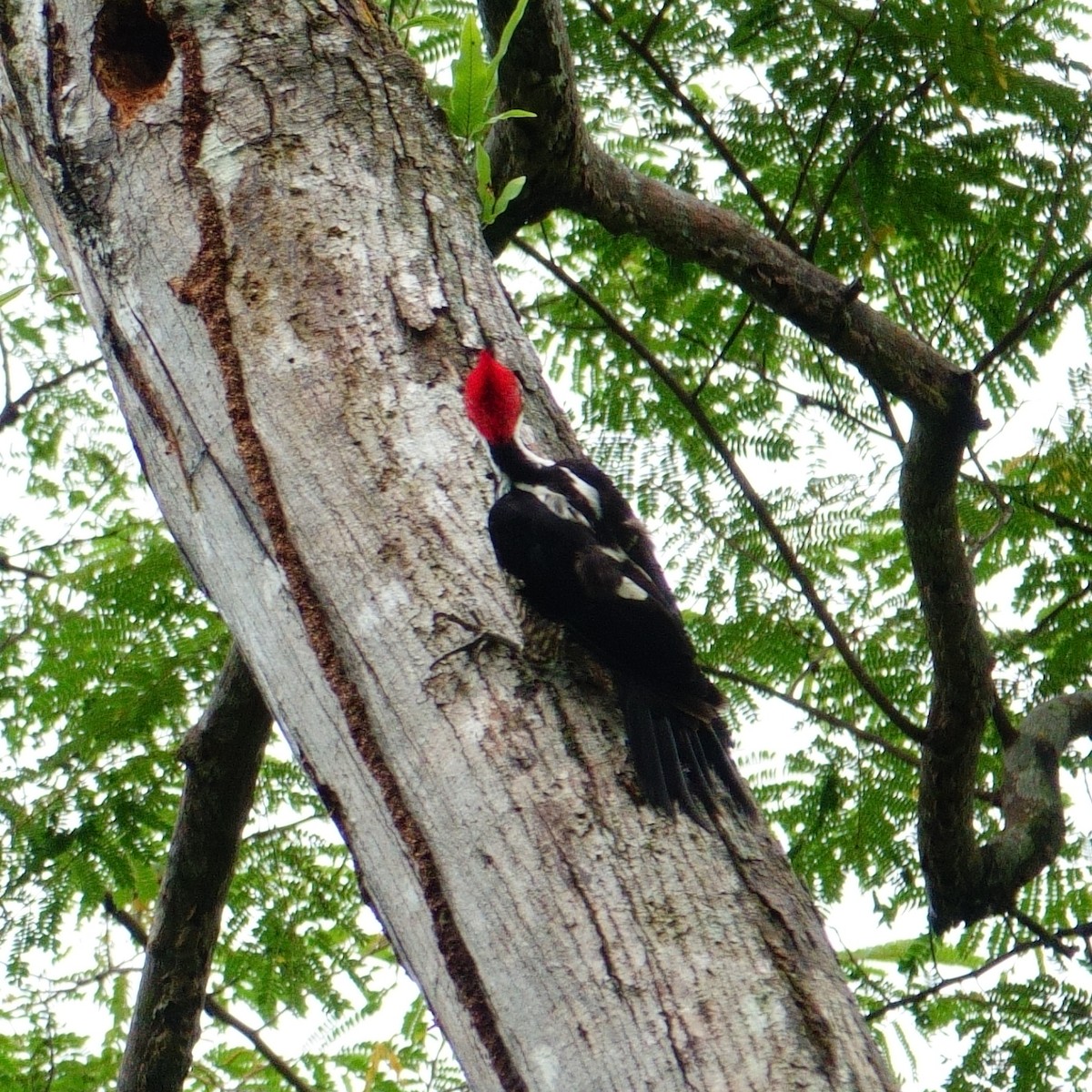Crimson-crested Woodpecker - ML620075732