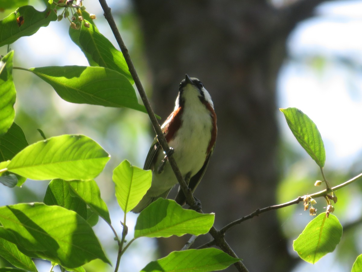 Chestnut-sided Warbler - ML620075735