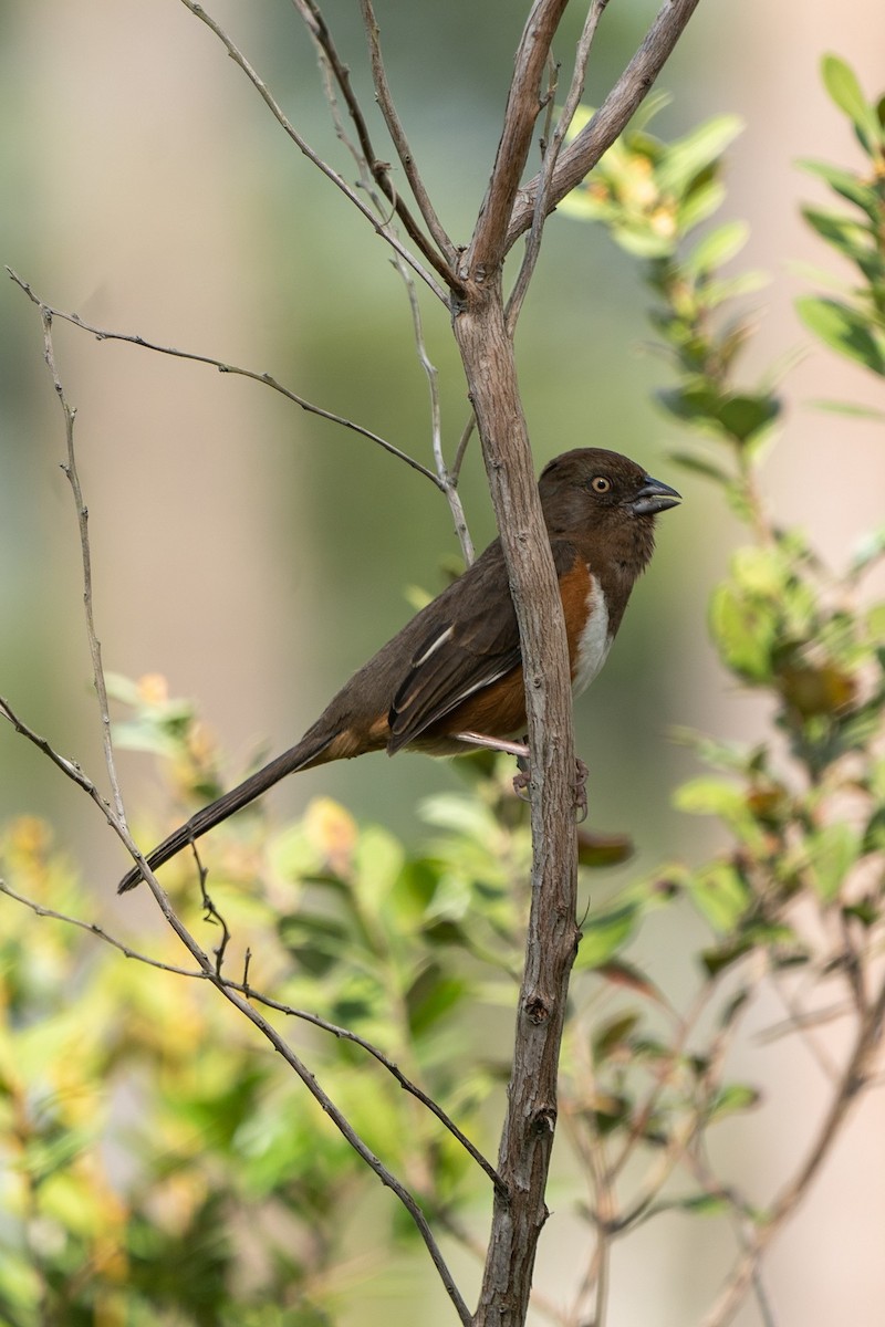 Eastern Towhee - ML620075767