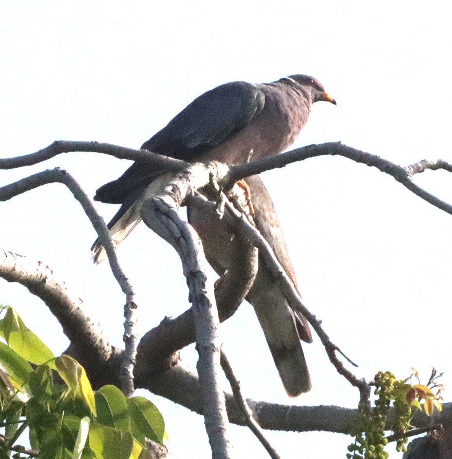 Band-tailed Pigeon - ML620075769