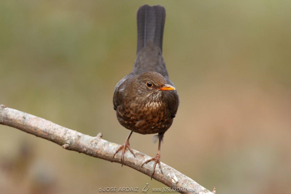 Eurasian Blackbird - ML620075790