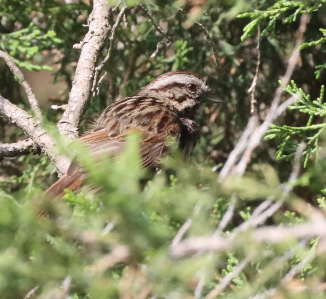 Song Sparrow - ML620075791